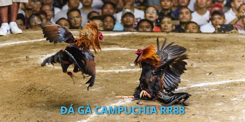 Đá Gà Campuchia - Tổng Hợp Loạt Hình Thức Cược Phổ Biến RR88