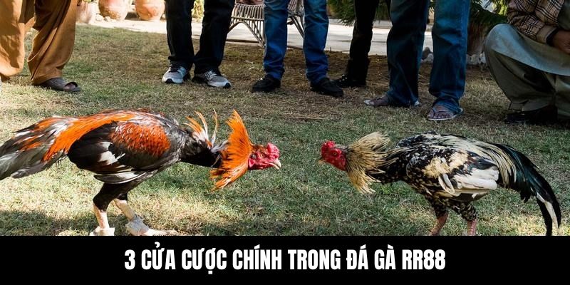 Các cửa kèo đặc sắc trong đá gà RR88